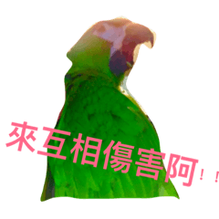 [LINEスタンプ] Parrot happy everyday
