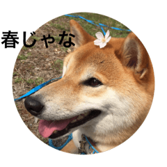 [LINEスタンプ] 柴犬空