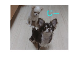 [LINEスタンプ] 我が家の愛犬の日常言葉♪