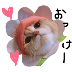 [LINEスタンプ] シュールなスコティッシュちゃん♀