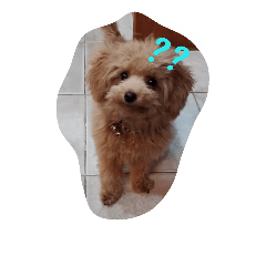 [LINEスタンプ] Choki the poodle