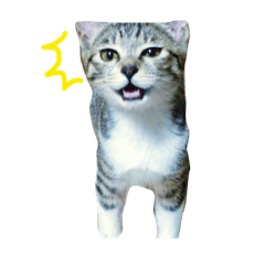 [LINEスタンプ] まる猫スタンプ