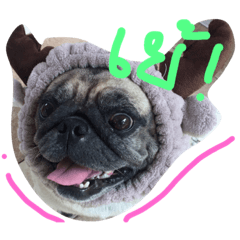 [LINEスタンプ] Mhoham's Pug