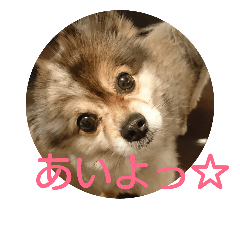 [LINEスタンプ] POMERANIANS TUNA