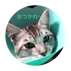 [LINEスタンプ] 安達猫 2