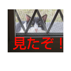 [LINEスタンプ] MonochromeCATs