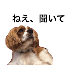 [LINEスタンプ] 推しいぬ