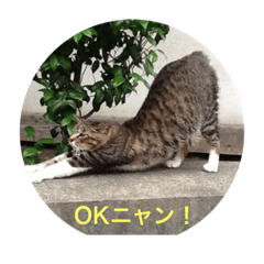 [LINEスタンプ] まい ニャンコ