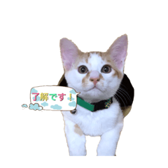 [LINEスタンプ] 猫のトラ丸