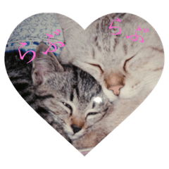 [LINEスタンプ] うちの阿波弁ねこ