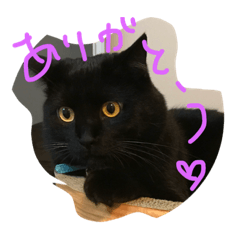 [LINEスタンプ] 癒しの猫ちゃん