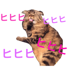 [LINEスタンプ] 猫 BIBI！