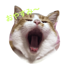 [LINEスタンプ] 白茶うにちゃん