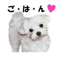 [LINEスタンプ] 毒舌犬マルチーズ01