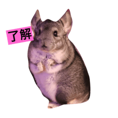 [LINEスタンプ] Chinchilla BON