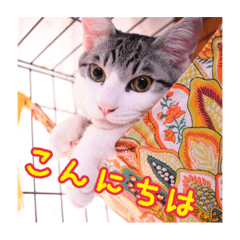 [LINEスタンプ] 珠優、陽葵、美華