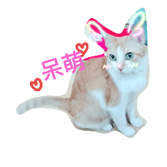 [LINEスタンプ] Orange white cat-megan