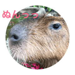 [LINEスタンプ] animal tanteidan