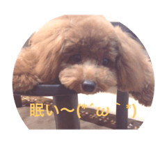 [LINEスタンプ] 愛犬 マロン