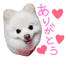 [LINEスタンプ] Pomeranian MOCO2