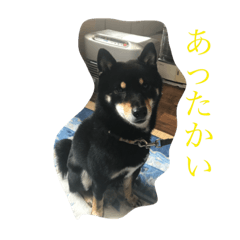 [LINEスタンプ] 黒柴くんのまいにちの画像（メイン）