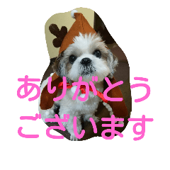 [LINEスタンプ] シーズー犬ココの日常2