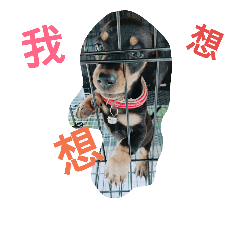 [LINEスタンプ] chi chi's love