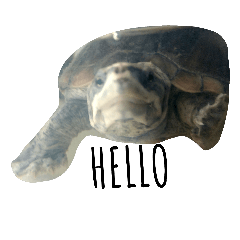[LINEスタンプ] cute little musk turtle