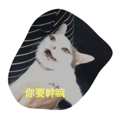 [LINEスタンプ] Crazy cat girl