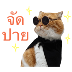 [LINEスタンプ] Billion The Cat