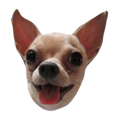 [LINEスタンプ] Chi_HBK