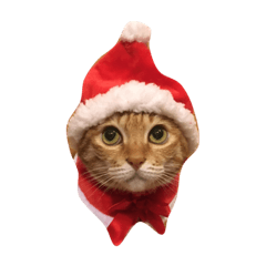 [LINEスタンプ] Jingle Meow