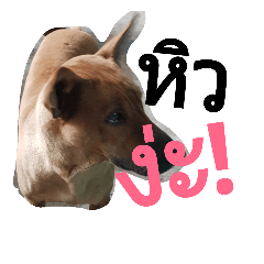 [LINEスタンプ] LolyDog.