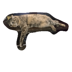 [LINEスタンプ] Cat my home