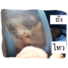 [LINEスタンプ] Cat's Vision