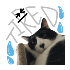 [LINEスタンプ] 猫達がいる生活