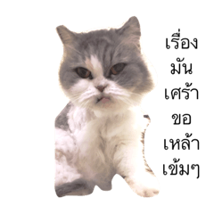 [LINEスタンプ] cat more