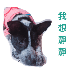 [LINEスタンプ] cute dog name is NOVA