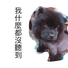 [LINEスタンプ] like bear is dog