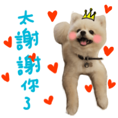 [LINEスタンプ] Pomeranian Tuanzi