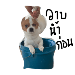 [LINEスタンプ] dogs banban2