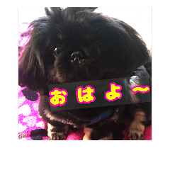 [LINEスタンプ] ペキニーズの日常
