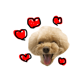 [LINEスタンプ] トイプードルベリー