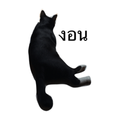 [LINEスタンプ] Charcoal My Cat V.1