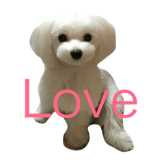 [LINEスタンプ] 雪丸ですヨロシク