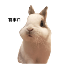 [LINEスタンプ] Rabbit Teemo