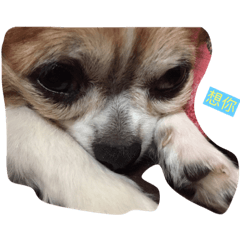 [LINEスタンプ] Dangdang