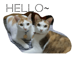 [LINEスタンプ] So Cute cats~