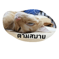 [LINEスタンプ] kumpa is a cat