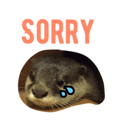 [LINEスタンプ] cidder the otter